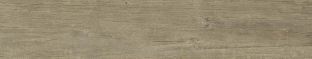 Quercus Antico