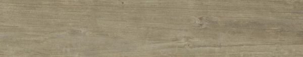 Quercus Antico
